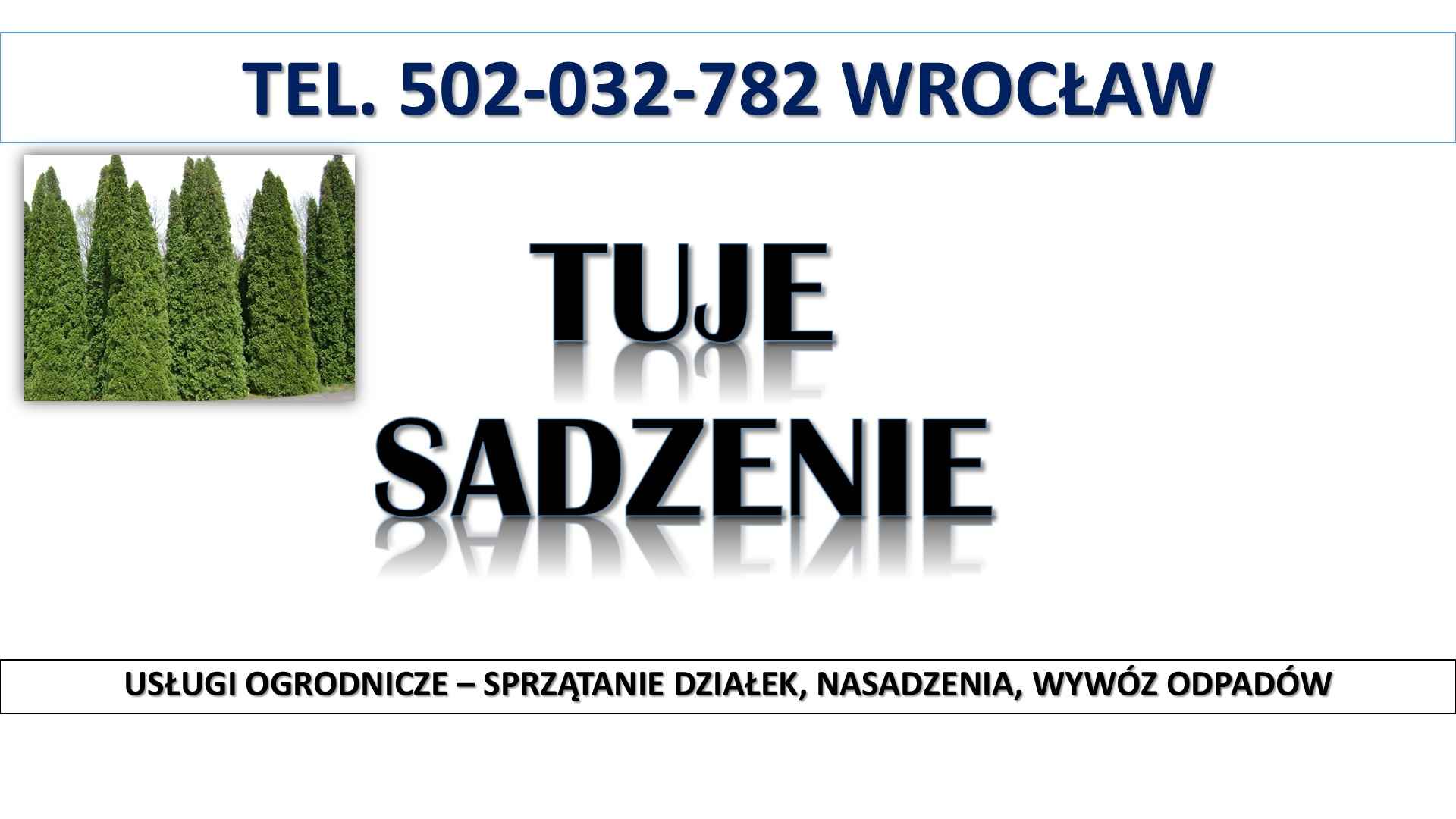 Tuje  sadzenie, cena,  t.504746203. Wrocław, Nasadzenie tui, żywopłot. Psie Pole - zdjęcie 4