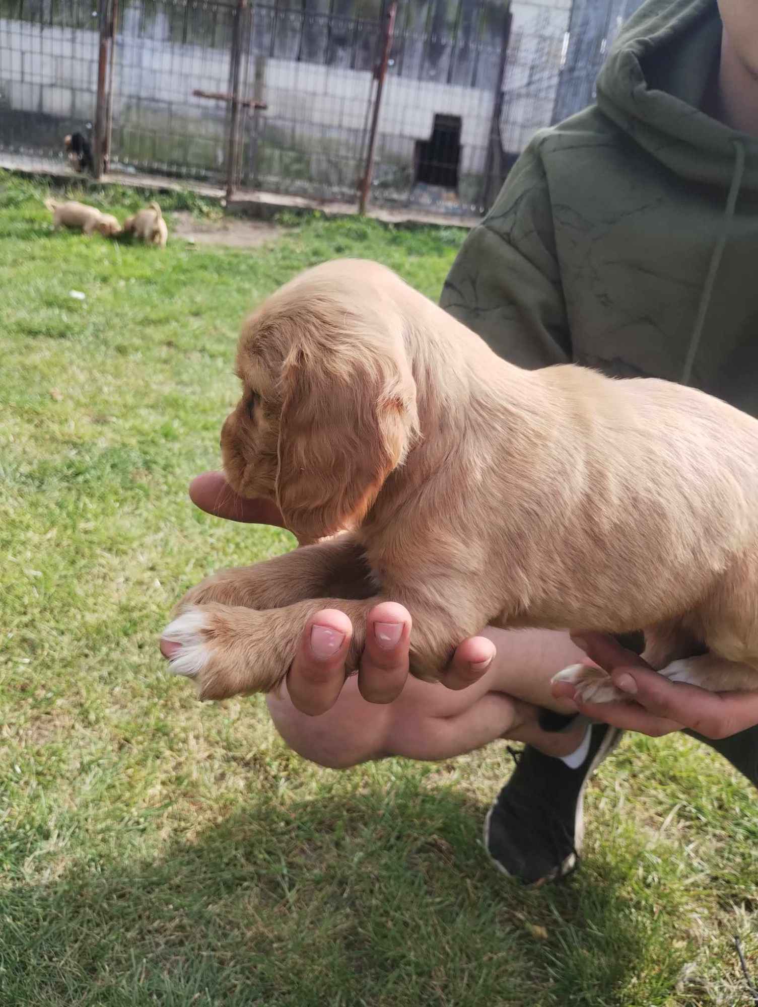 Cocer Spaniel Szczeniaki Opole Lubelskie - zdjęcie 3