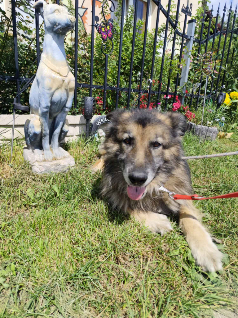 Aron - cudowny, spokojny owczarek szuka domu! Olsztyn - zdjęcie 6