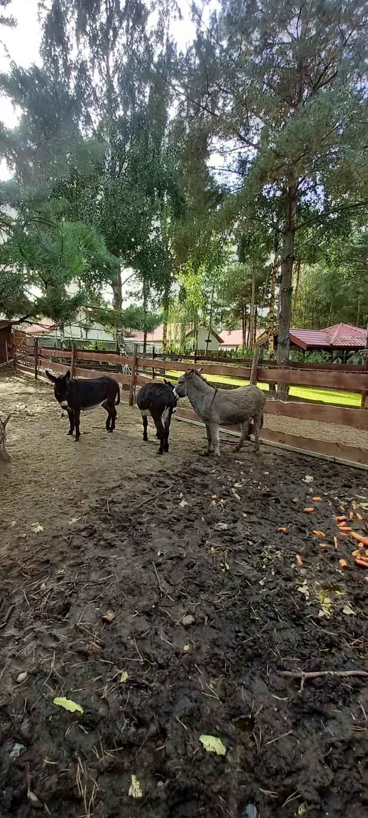sprzedam osiołki 3 sztuki Szydłówiec - zdjęcie 6