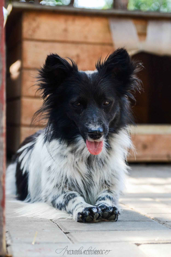 Pędzel - przecudny, niewielki psiak szuka domu! Olsztyn - zdjęcie 5