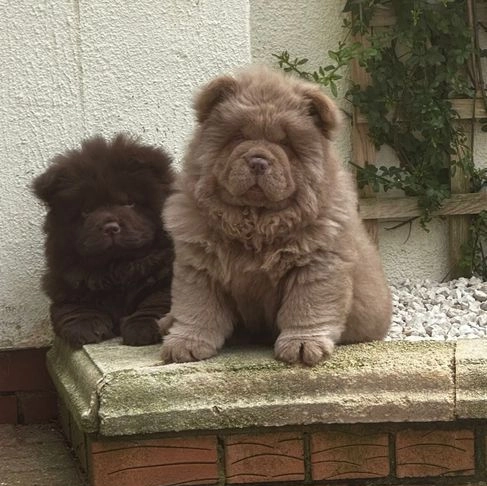 Chow Chow Znakomitej jakości czekolada Princess 💗 Bielany - zdjęcie 2