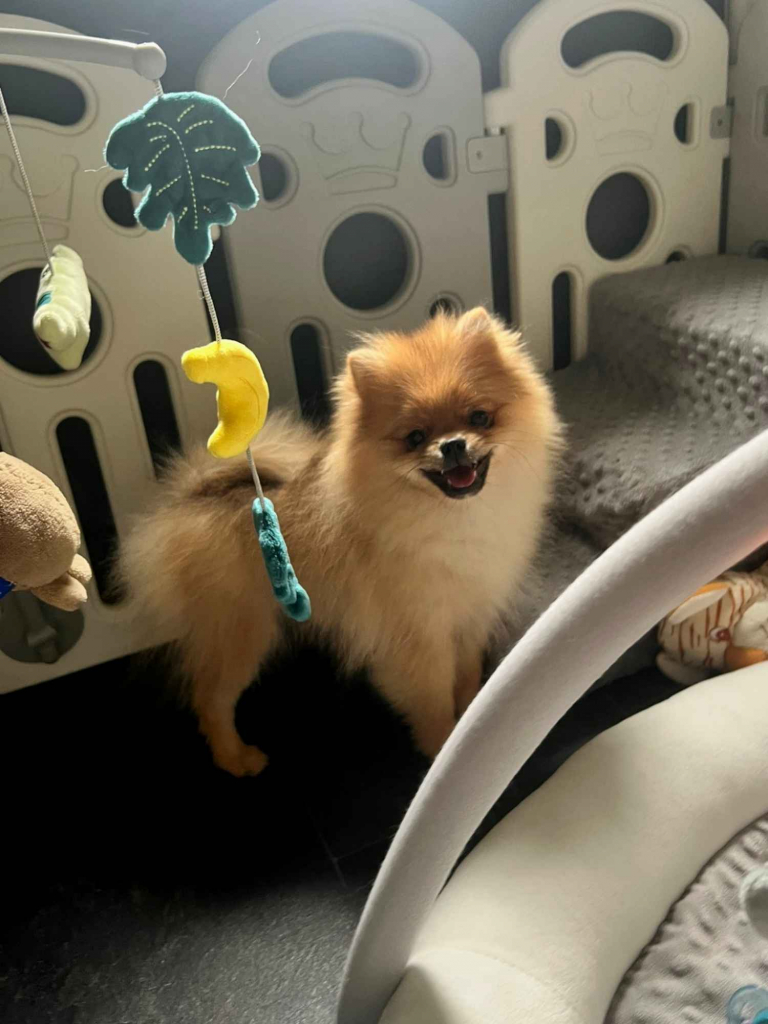 Szpic miniaturowy, Pomeranian - ORANGE Widzew - zdjęcie 1