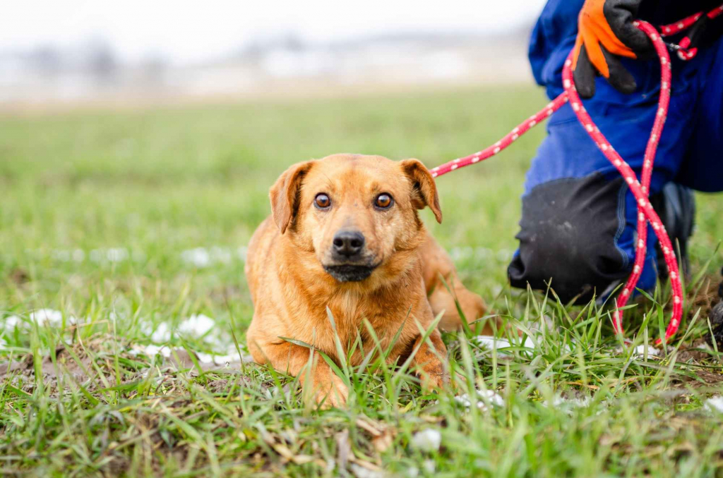 Cudowny, nieduży Rożek szuka domu Olsztyn - zdjęcie 5