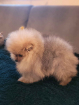 Pomeranian - PIESEK  Mini Fabryczna - zdjęcie 4