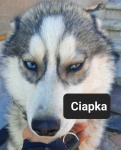 Pieski syberiany husky Reda - zdjęcie 11