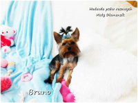 Yorkshire Terrier piesek York Bruno szczeniaczek 7-miesięcy Rodowód Żary - zdjęcie 3