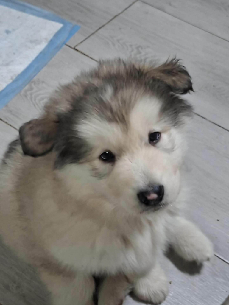 Alaskan malamute Bogurzyn - zdjęcie 2
