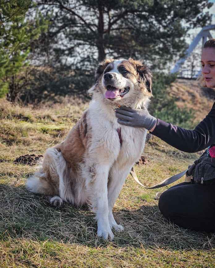 Wrażliwa, aktywna, totalnie cudowna suczka pilnie szuka domu! Mokotów - zdjęcie 6