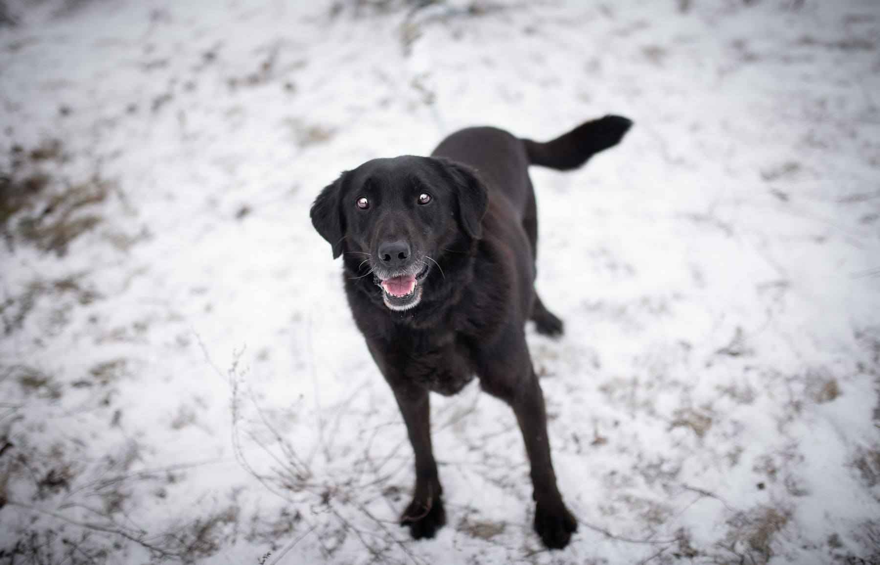 Portos - łagodny, przyjazny psiak w typie labka Olsztyn - zdjęcie 3