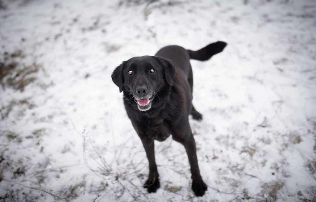 Portos - łagodny, przyjazny psiak w typie labka Olsztyn - zdjęcie 3