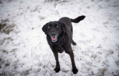 Portos - łagodny, przyjazny psiak w typie labka Olsztyn - zdjęcie 3