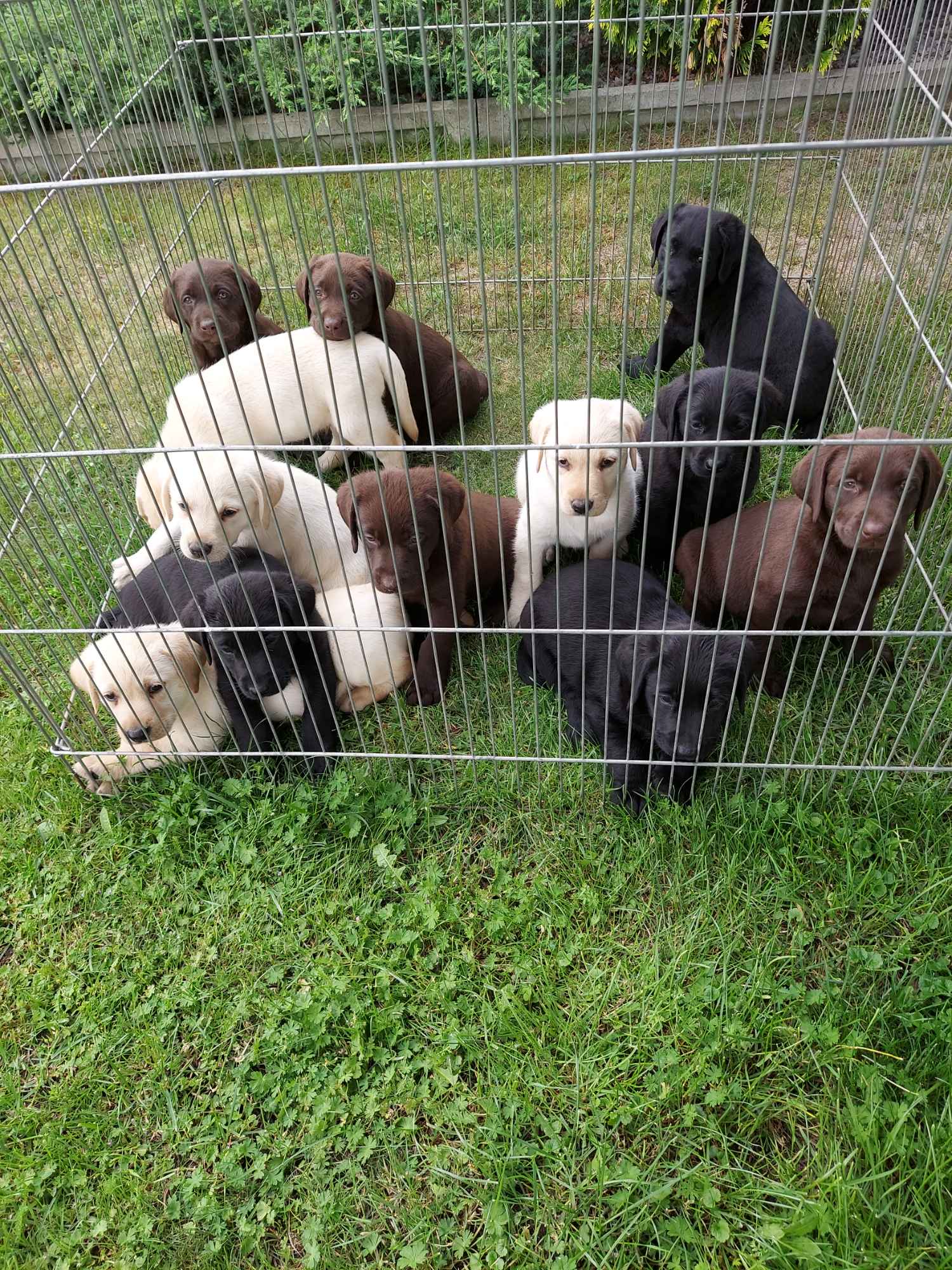 Labrador retriever Tarnów - zdjęcie 3