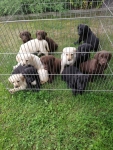 Labrador retriever Tarnów - zdjęcie 3