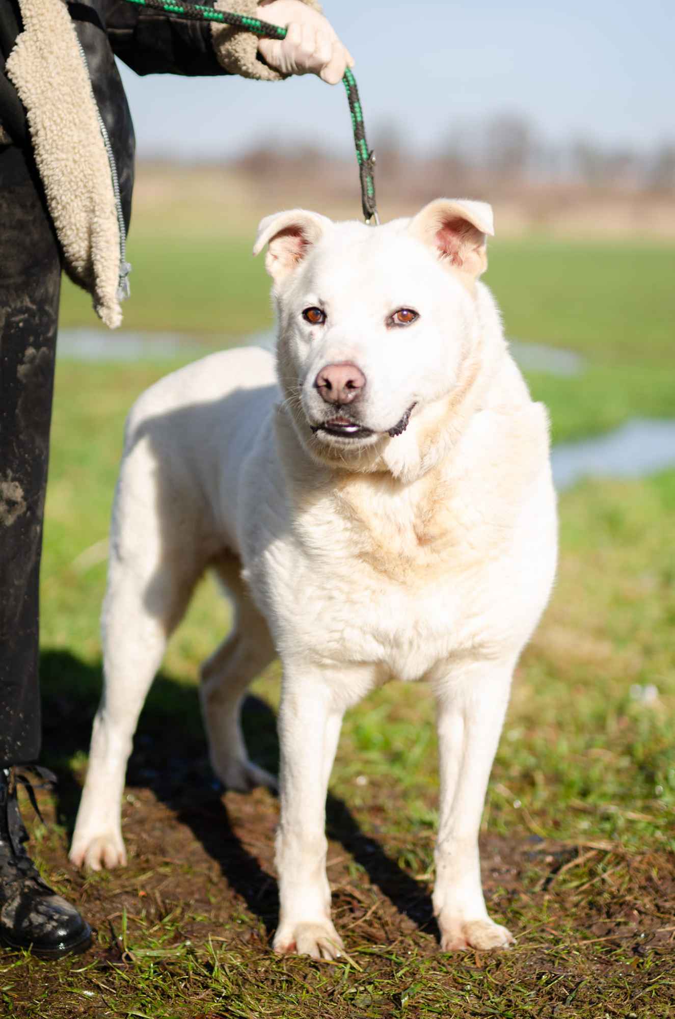 Biały - wielki pies o jeszcze większym sercu! Gdańsk - zdjęcie 1