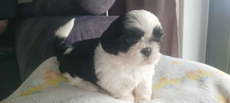 Shih tzu szczeniaki Milicz - zdjęcie 5