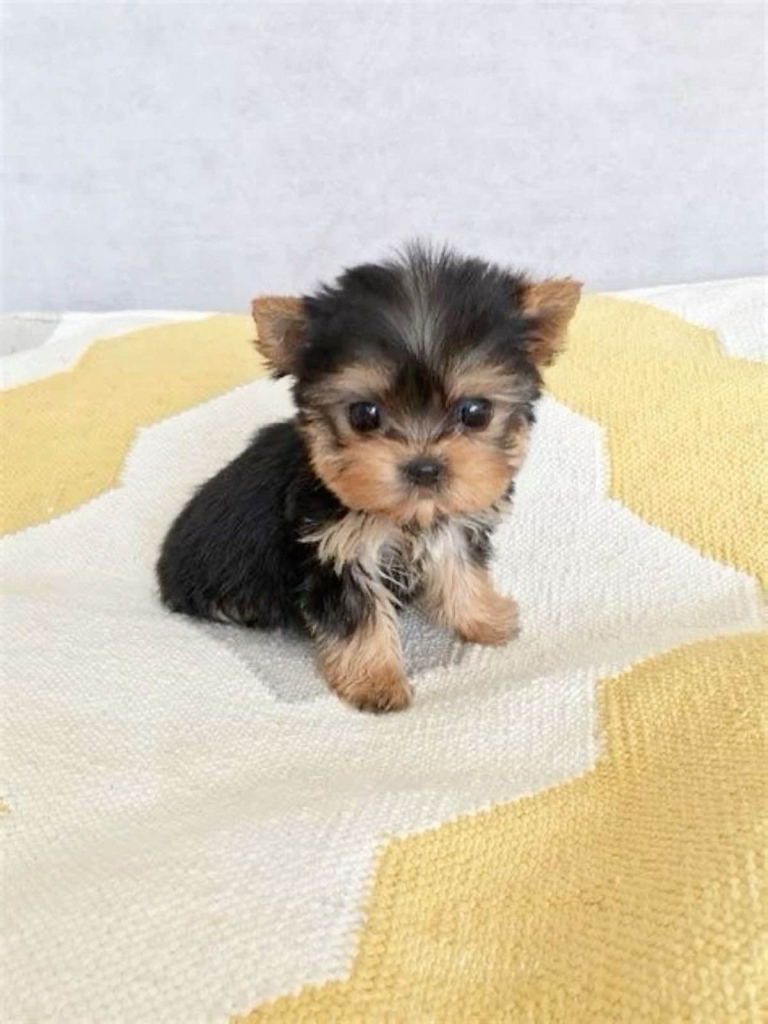 Szczenięta Yorkshire terrier miniaturowe dostępne już teraz. Bałuty - zdjęcie 4