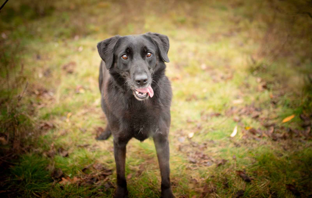 Uśmiechnięty Portos w typie labradora szuka domu! Olsztyn - zdjęcie 5