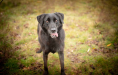 Uśmiechnięty Portos w typie labradora szuka domu! Olsztyn - zdjęcie 5