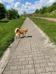 Togo - domowy, rodzinny, grzeczny psiak szuka domu! Gdańsk - zdjęcie 6