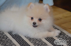 Pomeranian FCI ## piesek##do odbioru Kolbudy - zdjęcie 9
