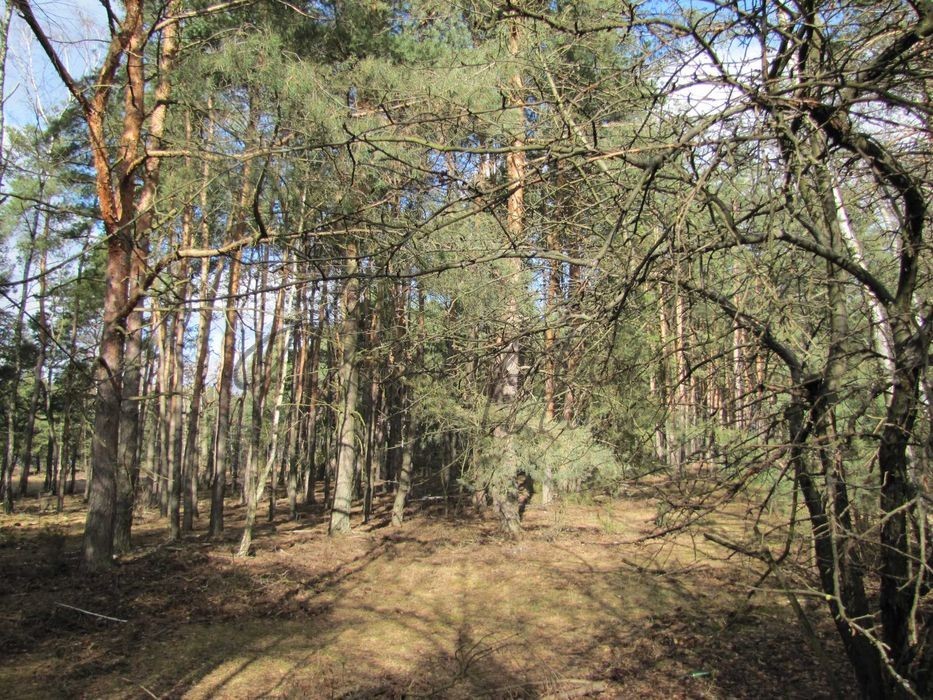 Działki budowlane nad Zalewem Zegrzyńskim Stanisławów Drugi - zdjęcie 1