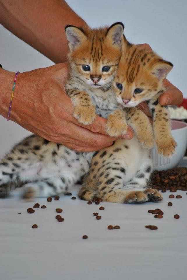 1 332 Dostępne kocięta rasy savannah i serwal Warzno - zdjęcie 3
