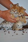 1 332 Dostępne kocięta rasy savannah i serwal Warzno - zdjęcie 3