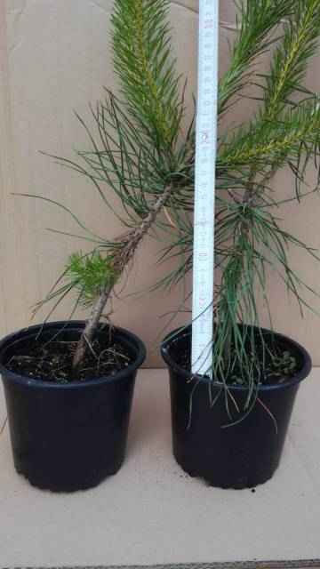 Sosna pospolita w doniczce. Buczków - zdjęcie 2