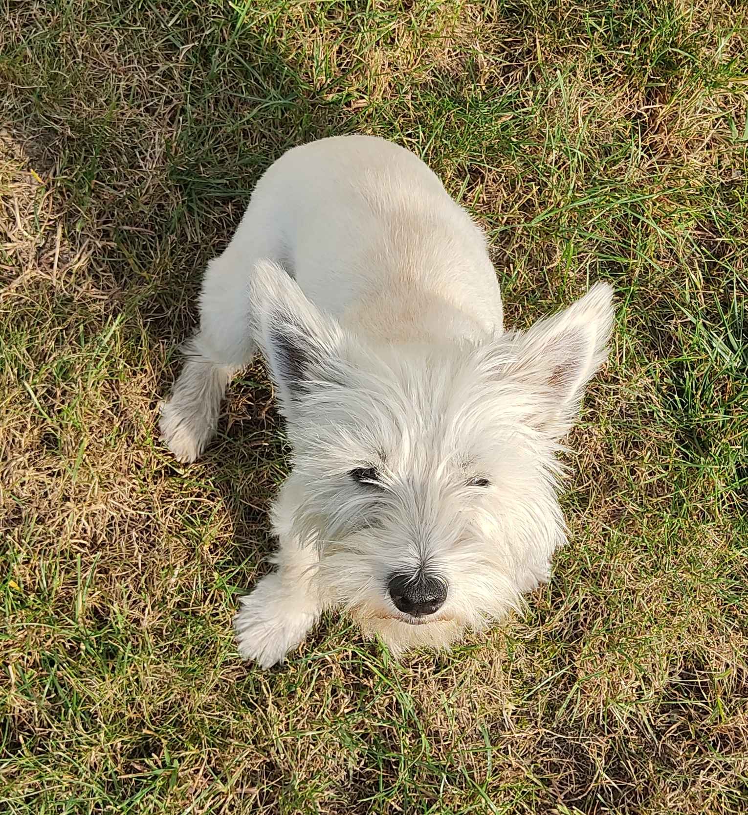 West highland white terrier Cieszyn - zdjęcie 3