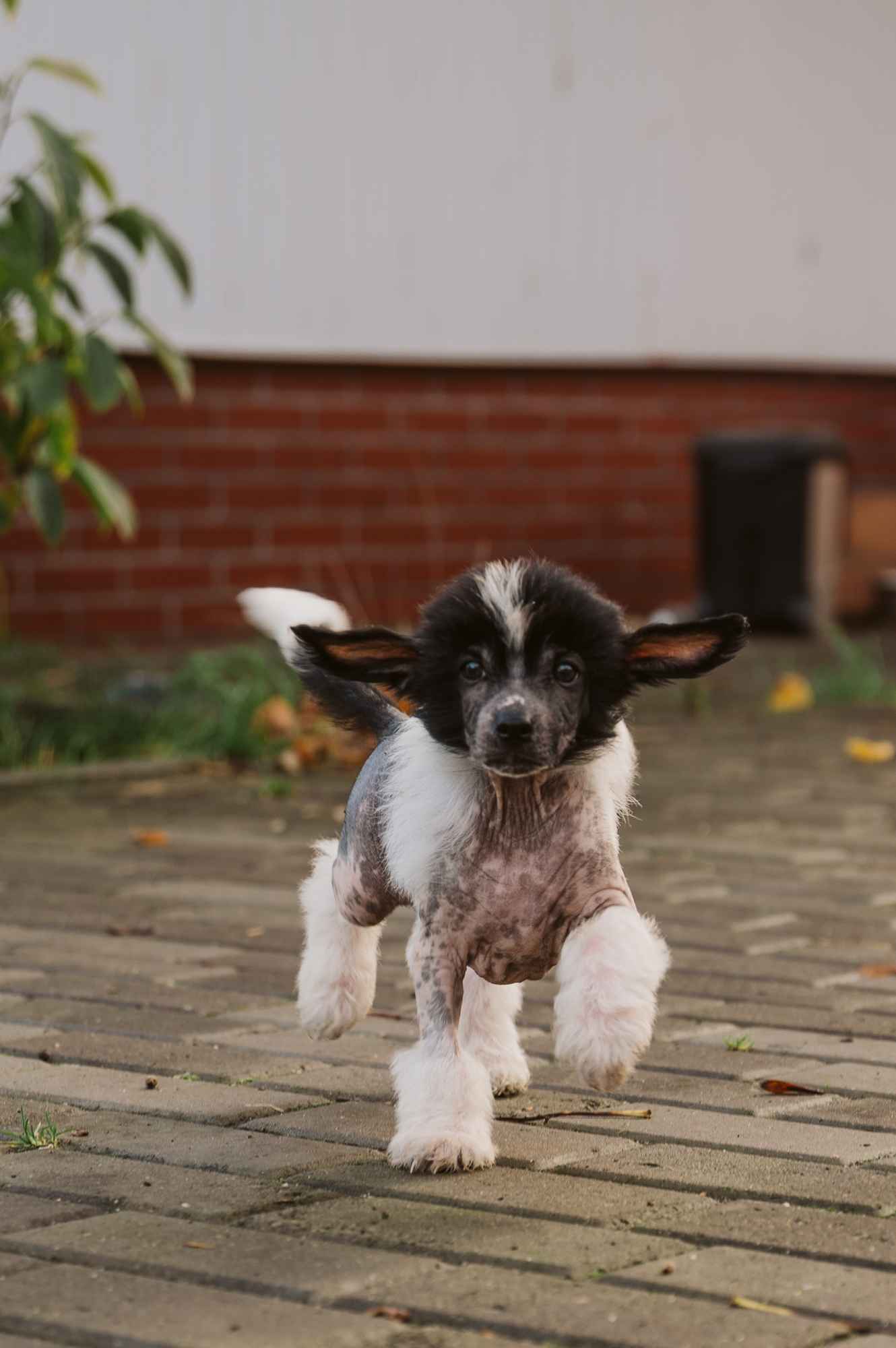 Chiński grzywacz fci Góra - zdjęcie 3