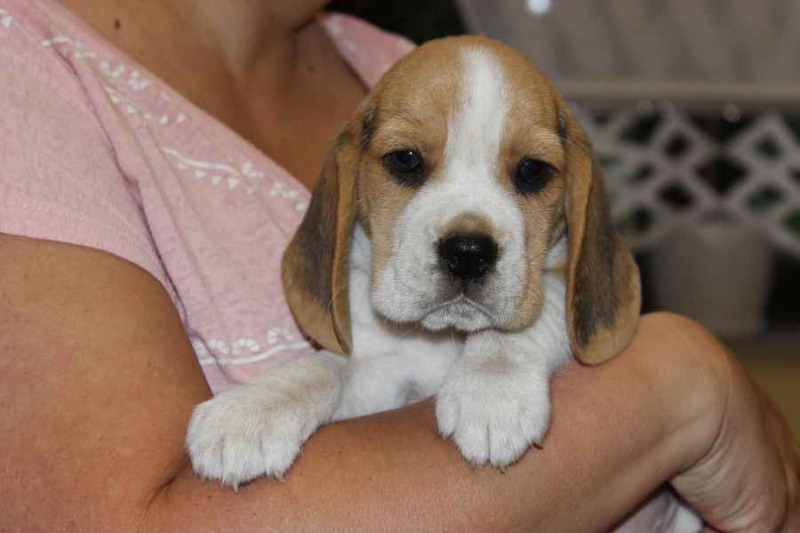 Kawaler Beagle ZKwP (FCI) po Championie Polski Aleksandria - zdjęcie 1