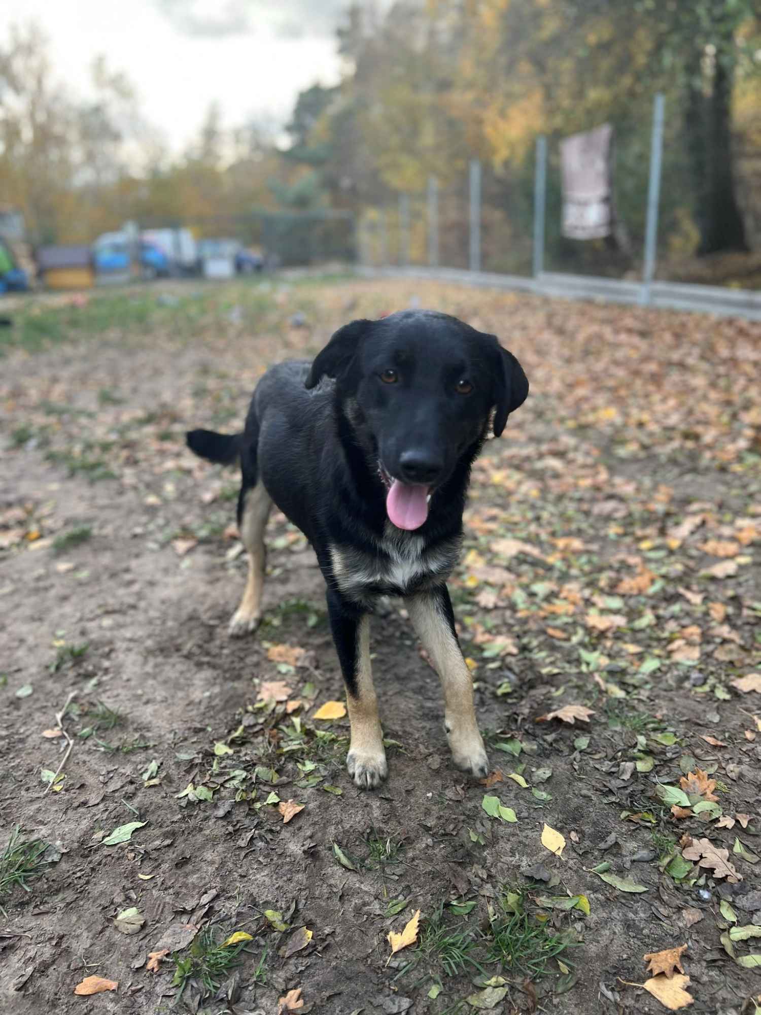 10 miesięczny Majlo - wesoły, przyjazny szczeniak! Olsztyn - zdjęcie 6
