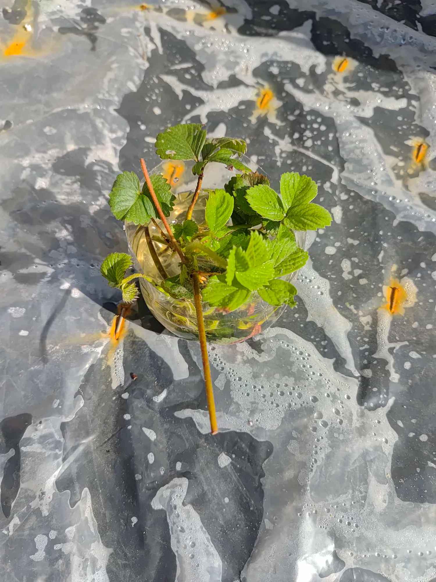 sadzonki truskawek Kiełpino - zdjęcie 2