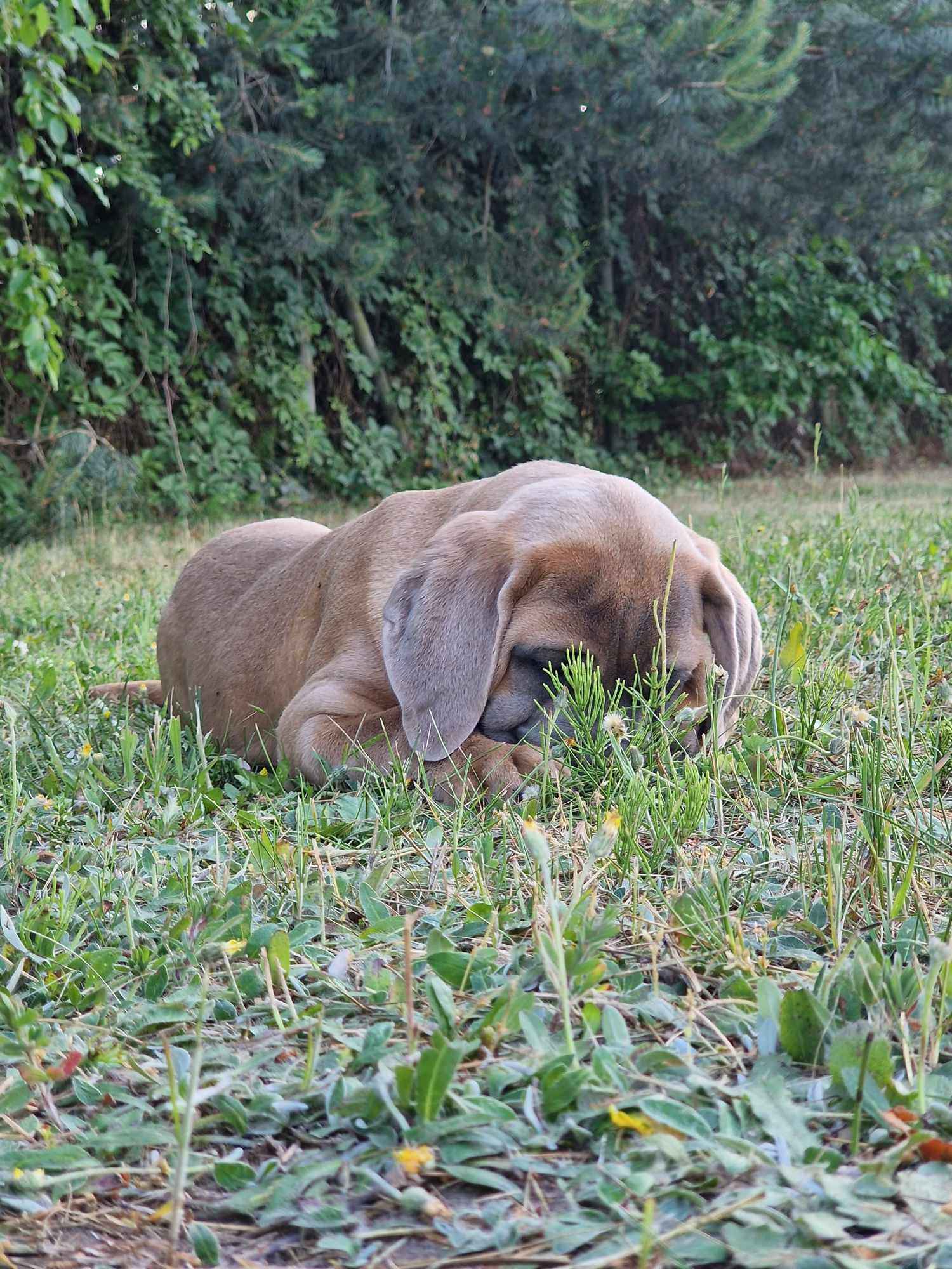 Cane Corso Italiano Puppies (FCI) Michów - zdjęcie 9