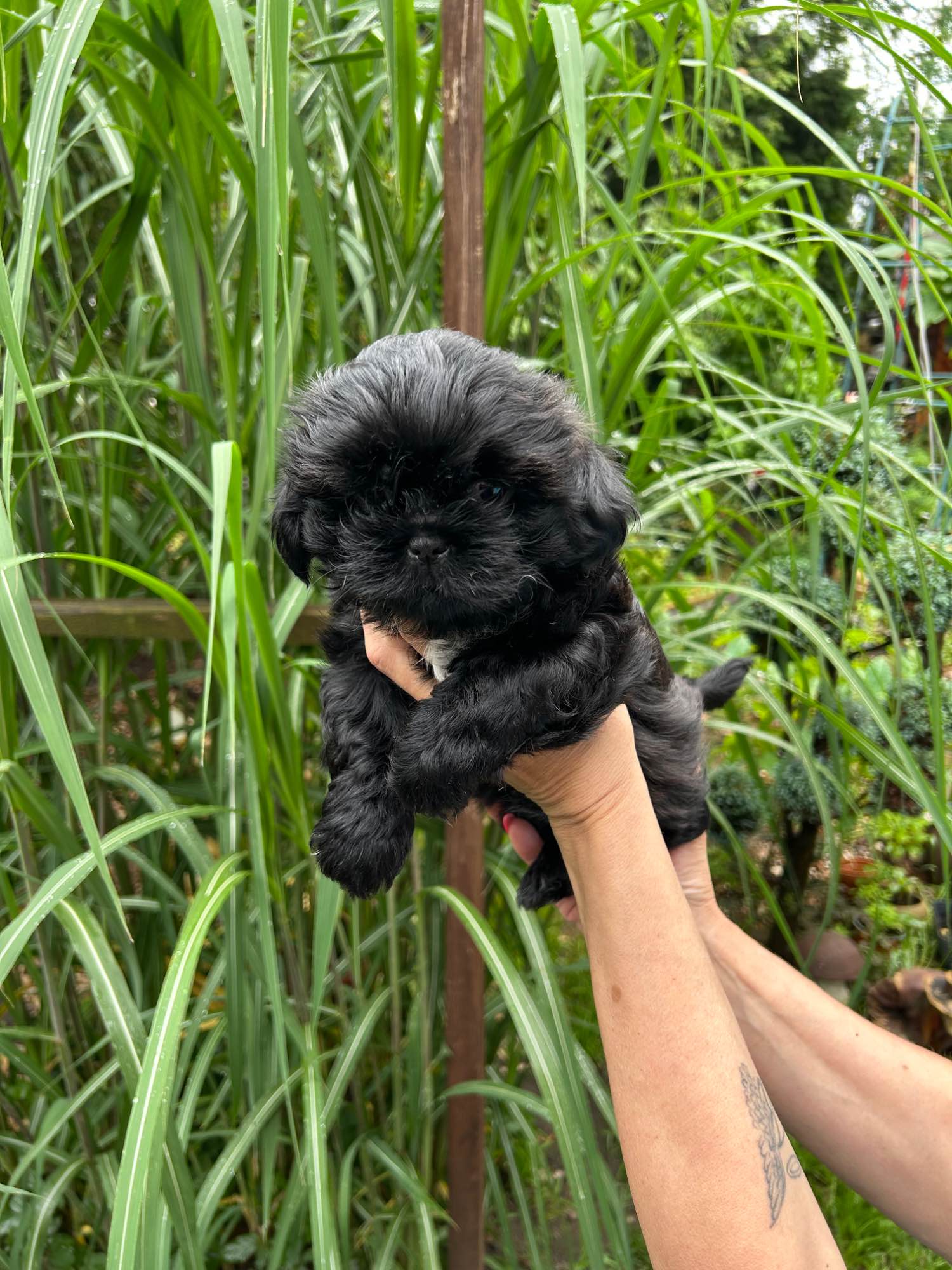 Szczeniak shihtzu Krzyki - zdjęcie 1