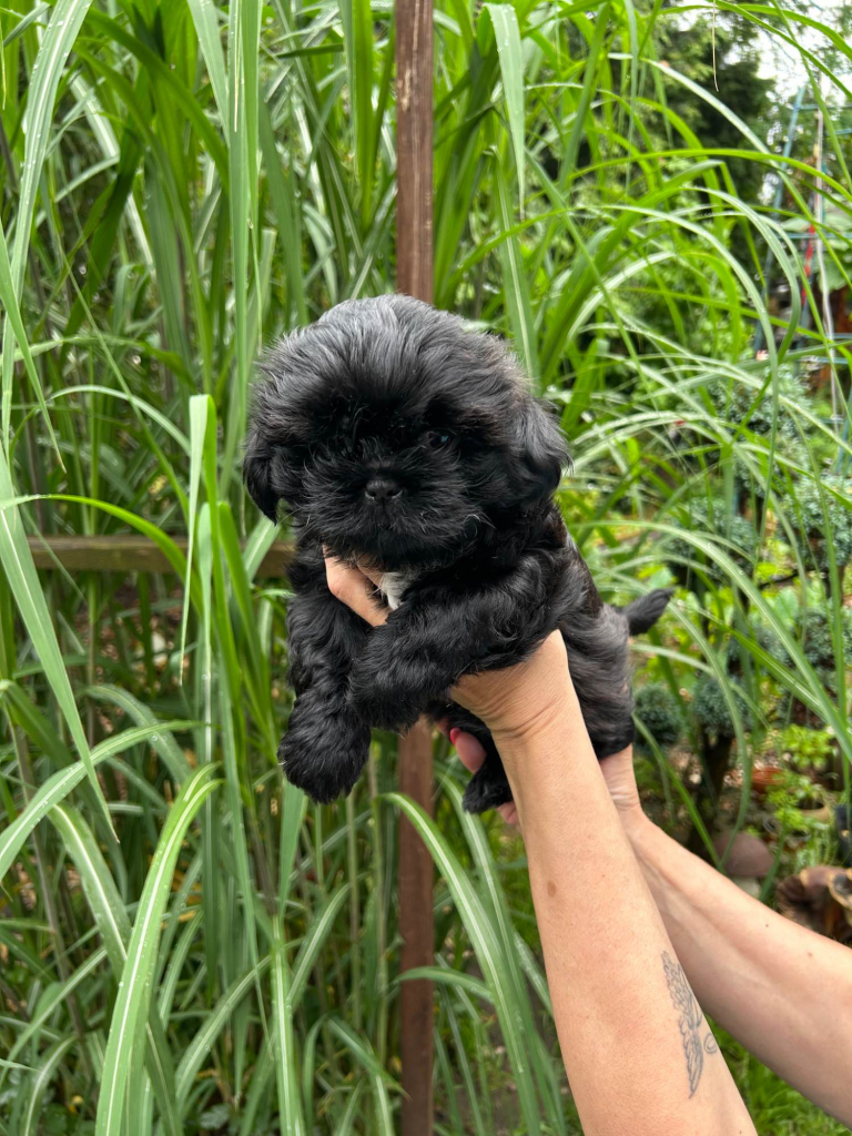 Szczeniak shihtzu Krzyki - zdjęcie 1