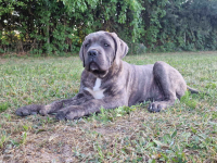 Cane Corso Italiano Puppies (FCI) Michów - zdjęcie 6