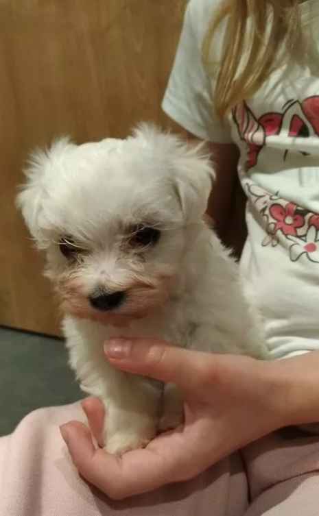 Szczeniaczki Maltańczyka szukają nowego domu Świętochłowice - zdjęcie 1