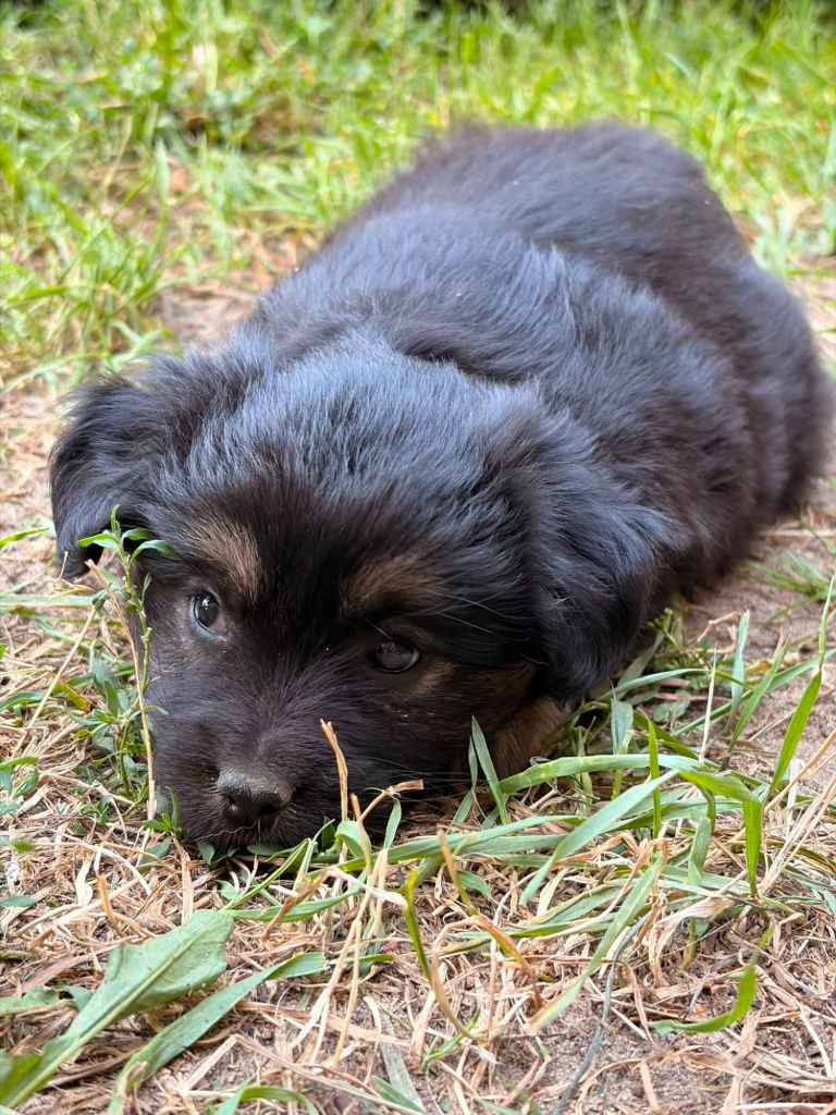 🐾 Szukam najlepszego domu dla tej małej Psiej Dziewczynki! ❤️ Pruszków - zdjęcie 4