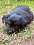 🐾 Szukam najlepszego domu dla tej małej Psiej Dziewczynki! ❤️ Pruszków - zdjęcie 4