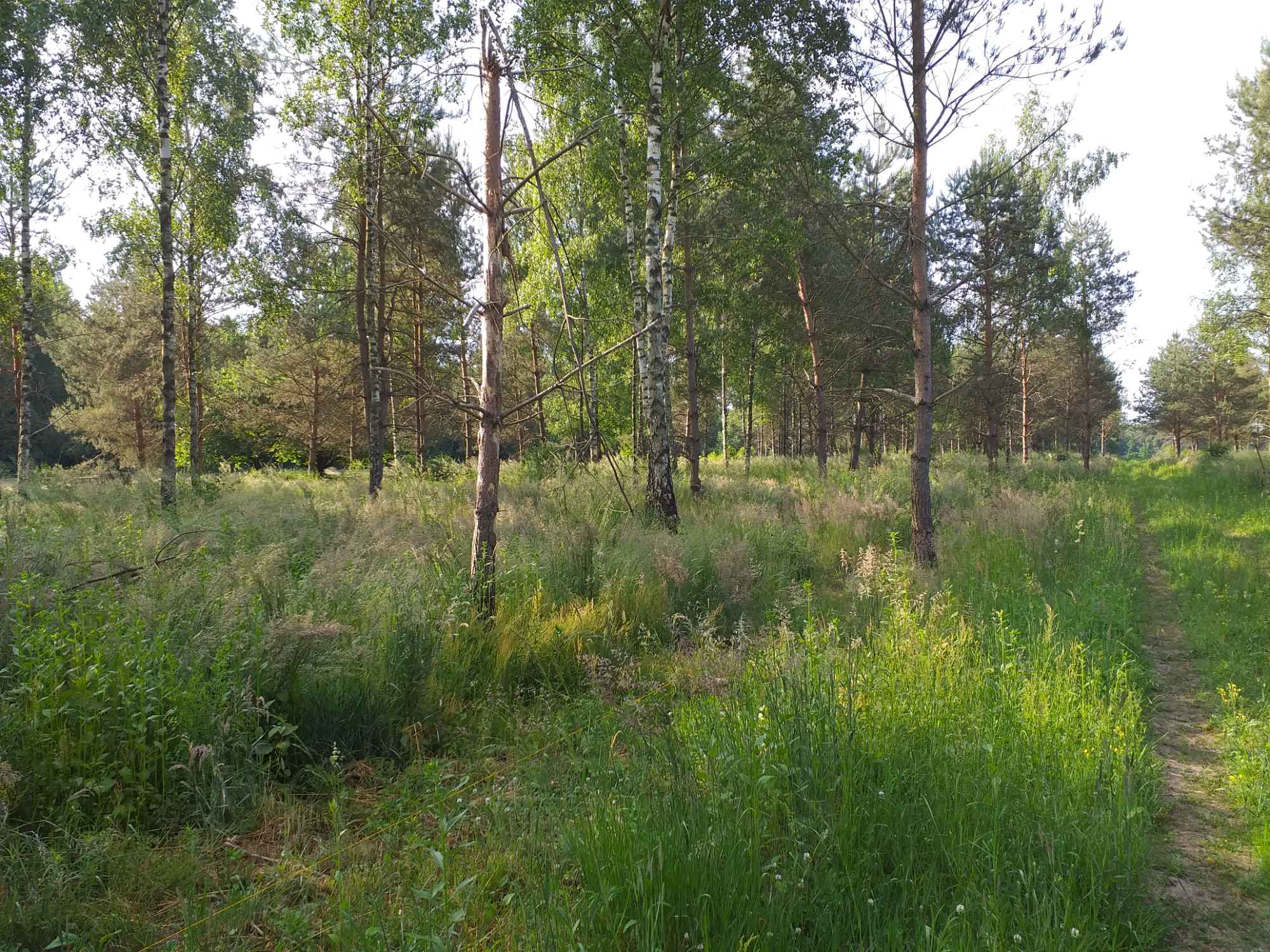 Sprzedam działkę budowlaną Ursynów - zdjęcie 6