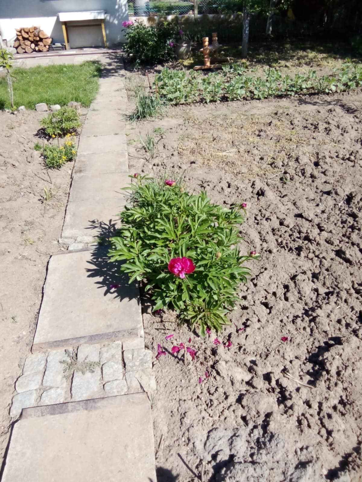 Sprzedam prawo do dzierżawy działki ROD Jeżyny – Wrocław Osobowice Śródmieście - zdjęcie 7