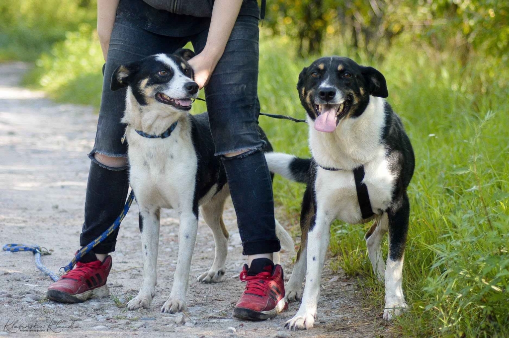 Pepsi - całe życie w schronisku, super sunia do adopcji Olsztyn - zdjęcie 4