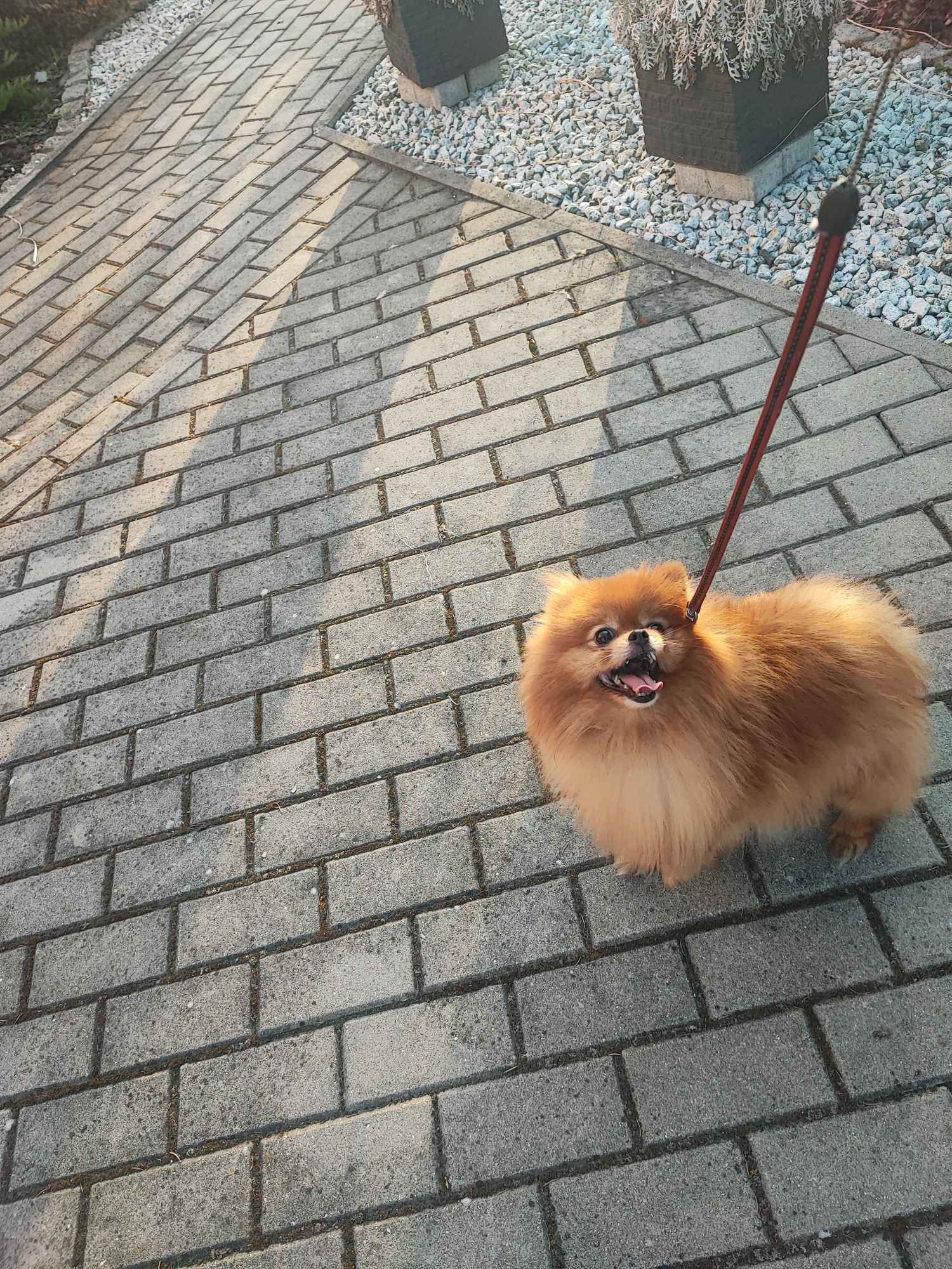 Pomeranian suczka dorosla Bolesławiec - zdjęcie 1