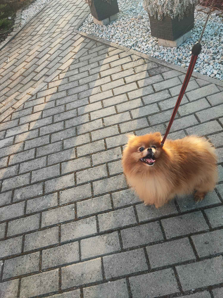 Pomeranian suczka dorosla Bolesławiec - zdjęcie 1