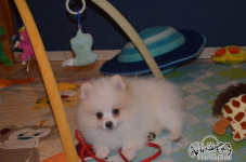 Pomeranian FCI ## piesek##do odbioru Kolbudy - zdjęcie 1