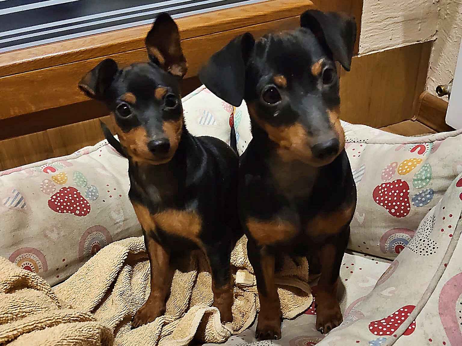 Pinczer miniaturowy Konin - zdjęcie 2