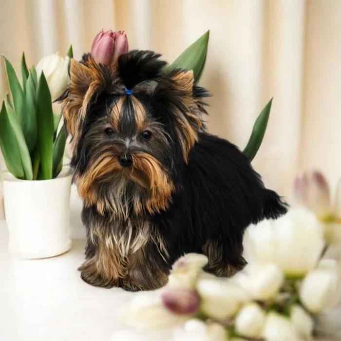 Piękny Maleńki York - komplet dokumentów ! Większy nie urośnie ! Cudo Fabryczna - zdjęcie 4