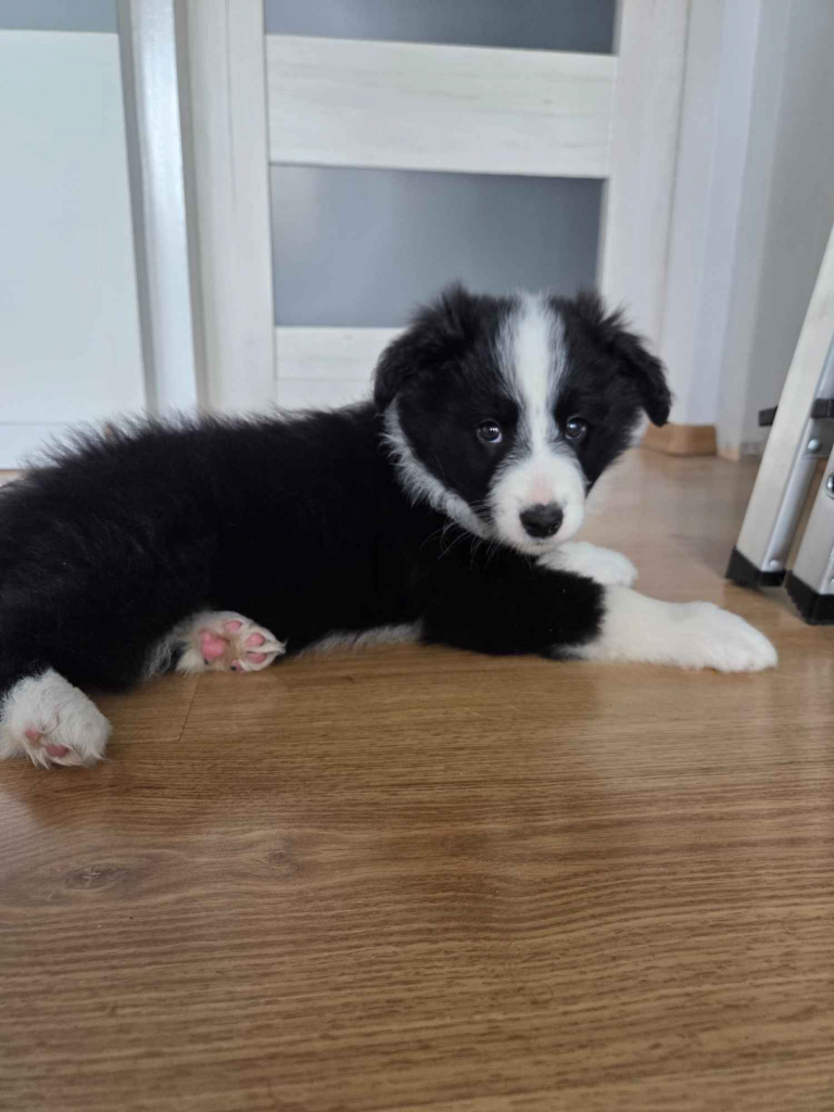 Szczeniaki border collie sprzedam Bieliny - zdjęcie 4